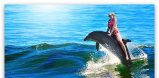 interaccion con delfines en Cancun