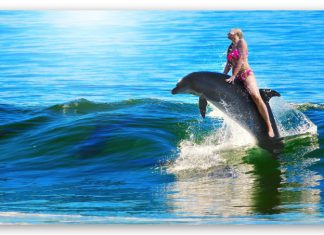 interaccion con delfines en Cancun