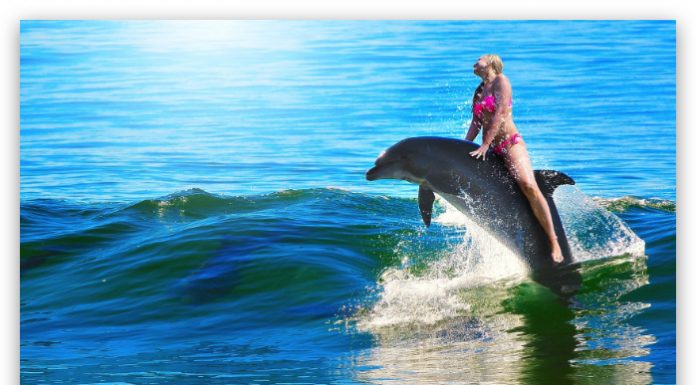 interaccion con delfines en Cancun