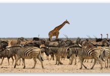Safari en África