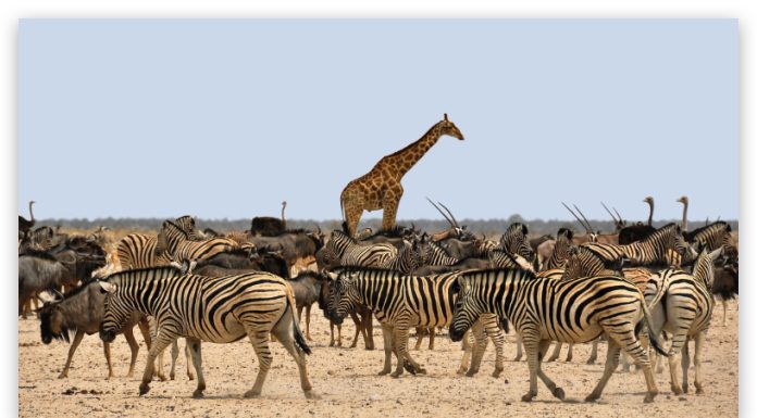 Safari en África